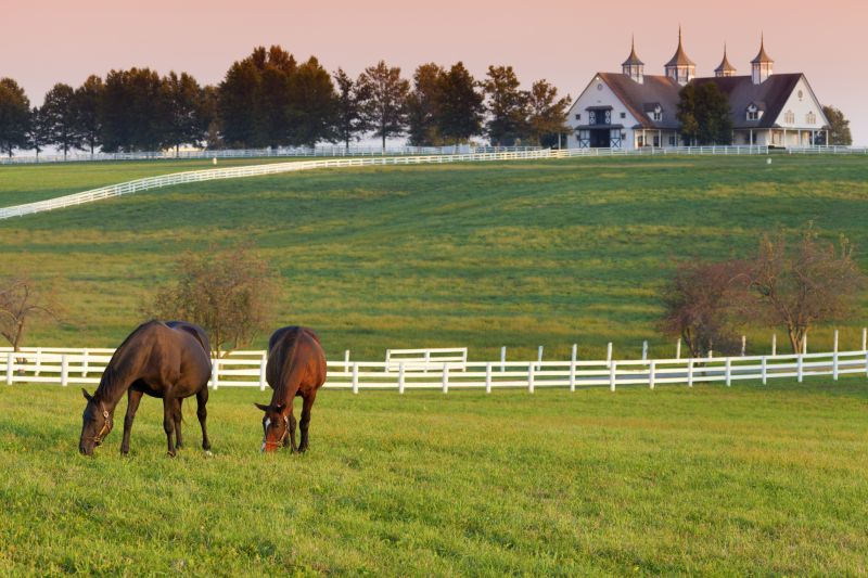 Horse Fence Replacement in South Houston, TX